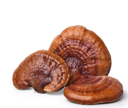 Golden flower red reishi - golden,