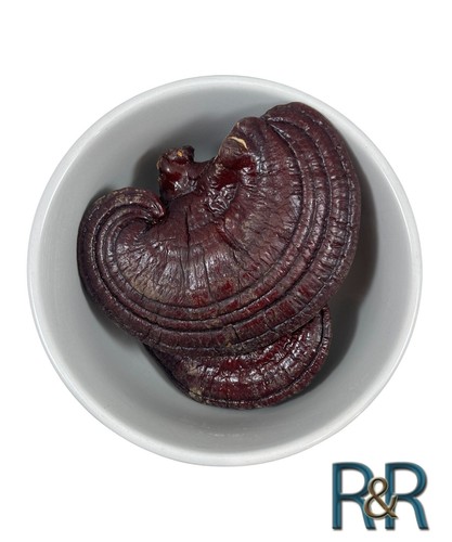 Red reishi whole mushroom - red,