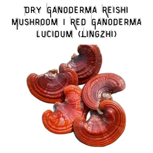 Red reishi whole mushroom - red,