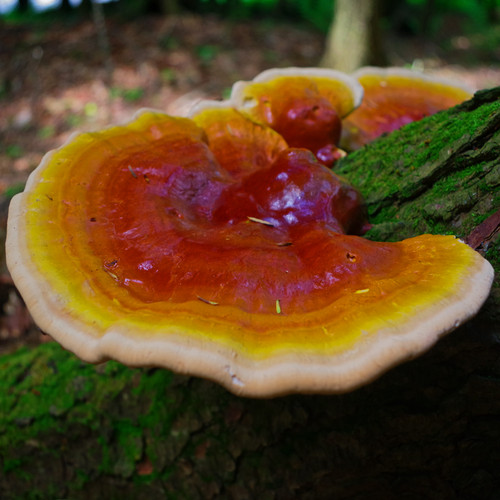 Reishi - , lucidum)