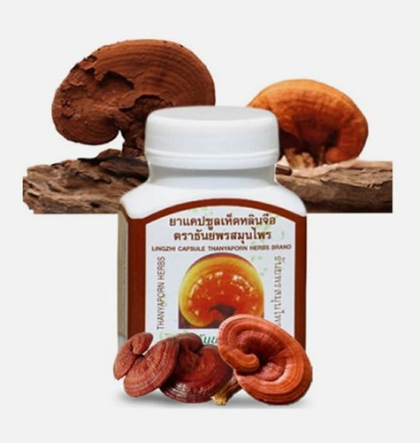 Lingzhi ganoderma - lingzhi,